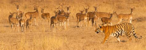 Pench Tour Packages, Pench National Park Safari