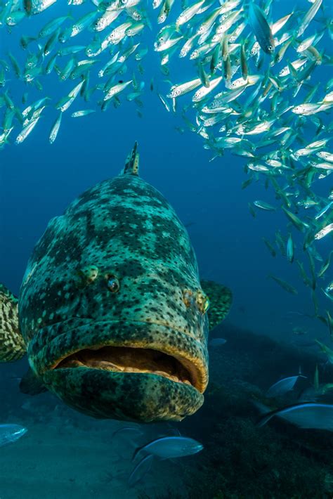 Giant Grouper Fish