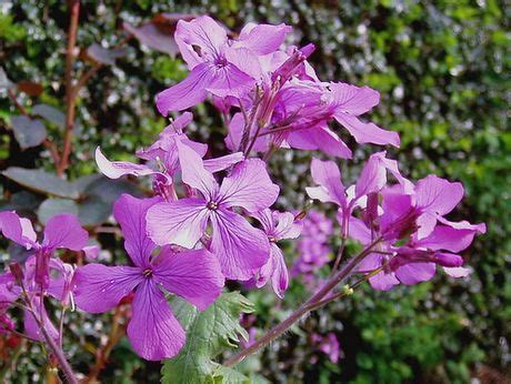 Lunaria Plant Growing & Care Guide for Gardeners