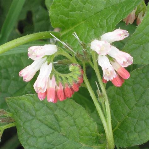 Comfrey Dwarf (1L Pot)