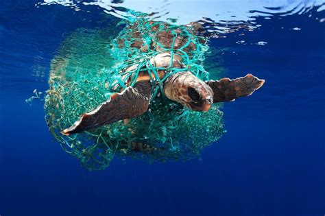 Tortuga Caretta caretta atrapada en plástico. Foto de Eduardo Acevedo ...