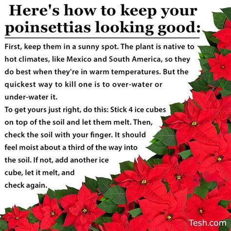 Poinsettia Care!!!! | Poinsettia plant, Plant care, Garden remedies