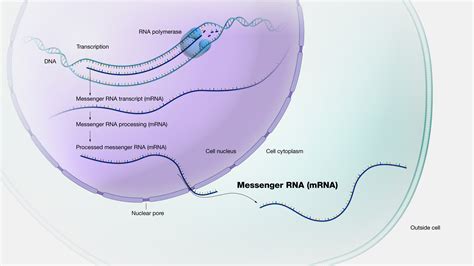 Transcription Biology Diagram