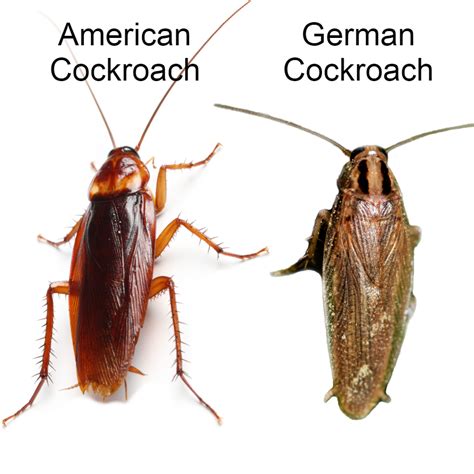 American vs German Cockroach | Dixie Exterminators, Inc.