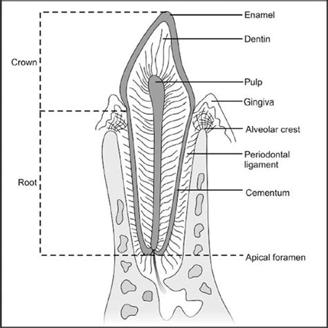 Tooth Histology Labeled