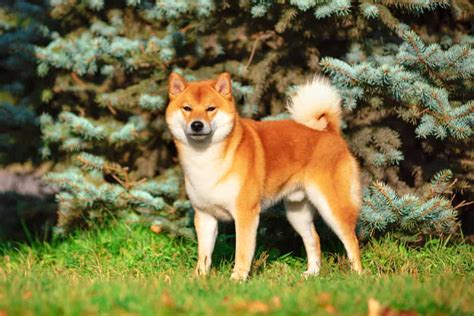 Shiba Inu Dog Breed Information | Dogs 101 Shiba Inu