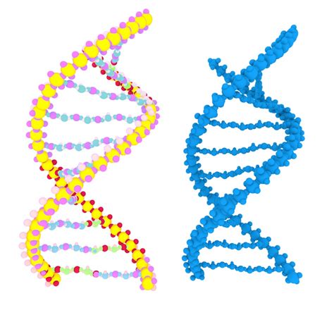 DNA molecule 3d model