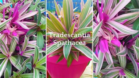 Tradescantia Spathacea propagation | Rhoeo Plant Care and Grow | Oyster ...