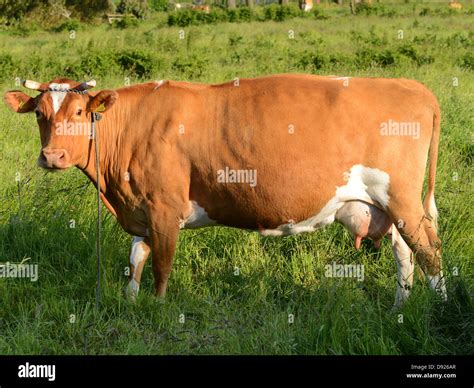 Guernsey Cattle High Resolution Stock Photography and Images - Alamy