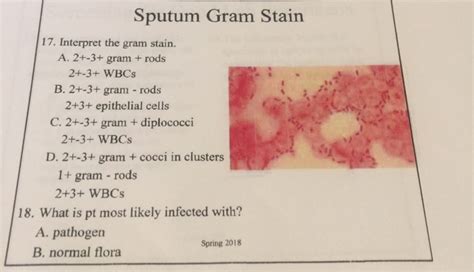 Sputum Gram Stain Epithelial Cells