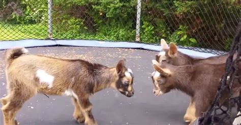 Baby Goats Get On The Trampoline, And Their Reactions Are Priceless ...