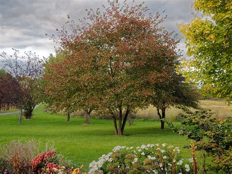 Washington Hawthorn Suits Small Gardens - Horticulture