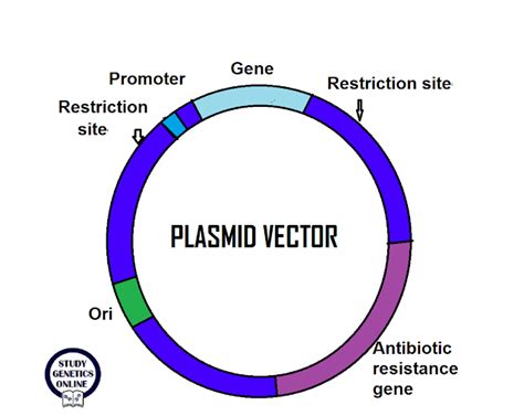 Study Genetics Online: Plasmid Vectors