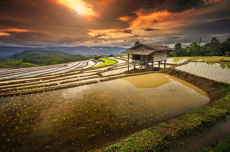 rice Paddy, Terraces, Hut, Sunrise, Water, Clouds, Hill, Field, Shrubs ...