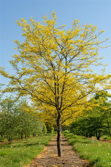 Gleditsia triacanthos 'Sunburst' | Tuin bomen, Achtertuin, Tuinplanten