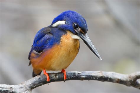 Kingfisher - Wikipedia