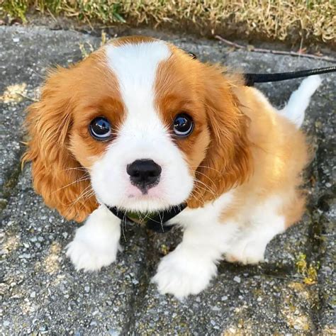 15 Adorable Photos Of Cavalier King Charles Spaniel Puppies With Pure ...