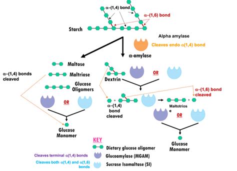 ATE-101: Maailmanlaajuinen terveys: Diabetes Mellitus: Diabetes ...