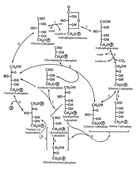 Scheme of hexose monophosphate shunt of glucose oxidation (adapted ...