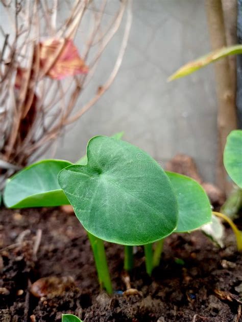 Eddoe Plant Leaf stock image. Image of green, petal - 243958595