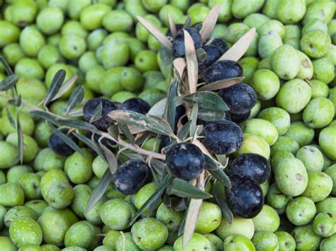 12 Varieties of Fruiting Olive Trees You Can Grow