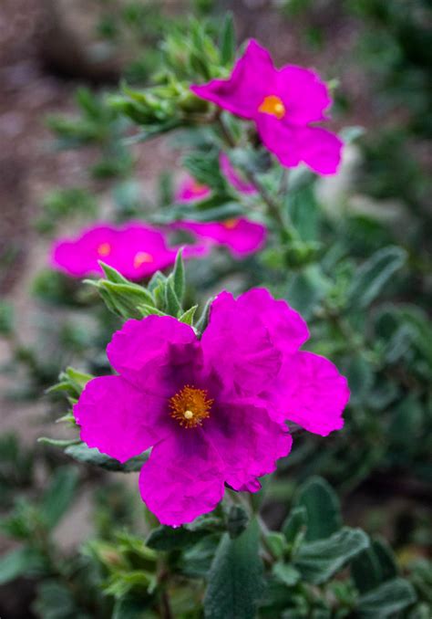 Conejo Valley Botanic Garden | May 19, 2019: Conejo Valley B… | Flickr