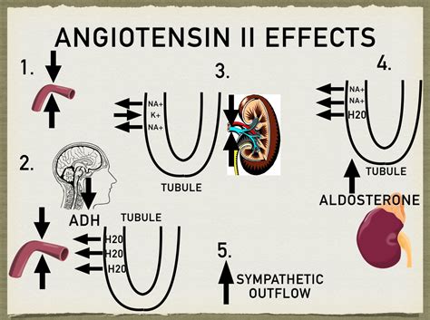 The Renin Angiotensin Aldosterone System Pathway Steps, Function ...