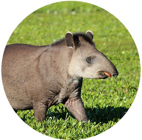 All About the Terrific Tapir | Tapir Specialist Group