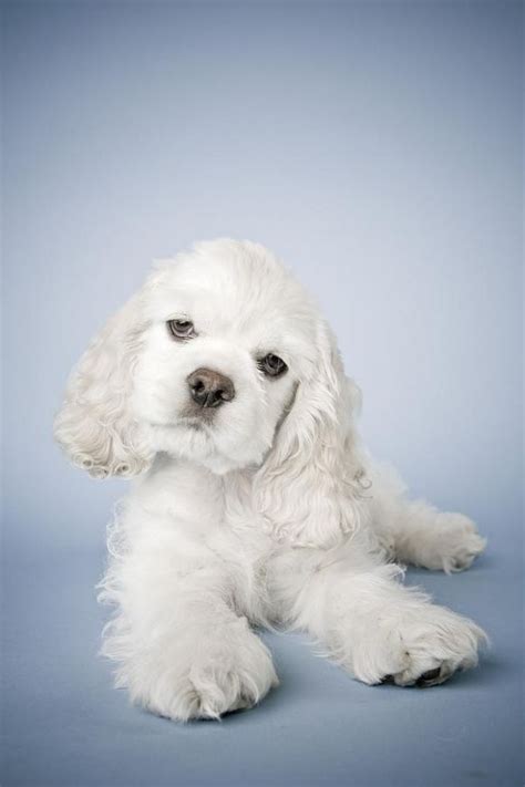 White Cocker Spaniel | Cutest Paw | ALBINO & ALL KINDZA WHITE ANIMALS ...