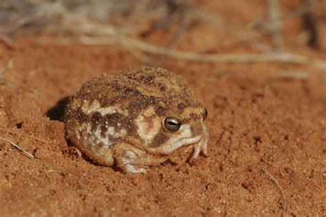 The 10 Cutest Frogs in the World - IMP WORLD