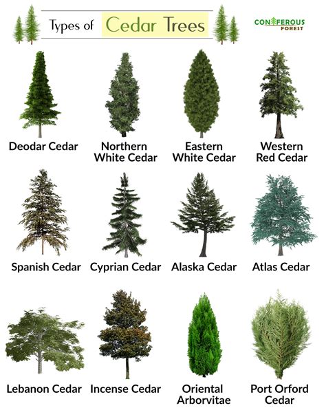 Types Of Cedar Trees