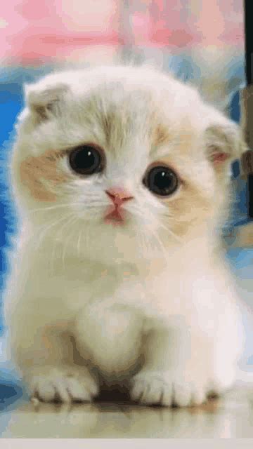 Cat Kitty GIF – Cat Kitty Cute – discover and share GIFs