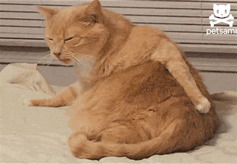 Scratching Cat Butt GIF by Cheezburger - Find & Share on GIPHY