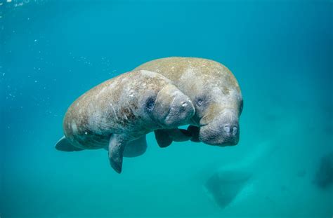 Sea Wonder: Manatees | National Marine Sanctuary Foundation