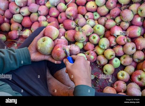 Kashmir apple orchards hi-res stock photography and images - Alamy