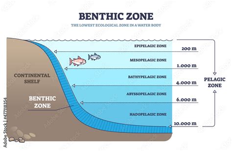 Benthic zone in ocean as lowest and deepest ecological zone outline ...