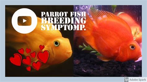 parrot fish breeding symptoms (new 2018) - YouTube