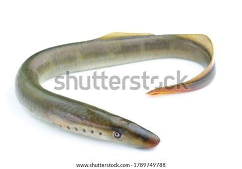 134 Jawless Fish Images, Stock Photos & Vectors | Shutterstock