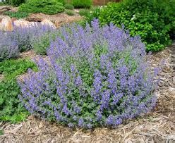 Catmint ‘Walkers Low’