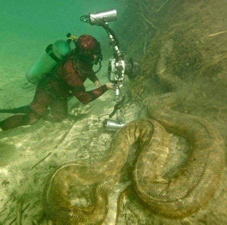 Giant anaconda in the Amazon river - Animals & Pets Images & Photos