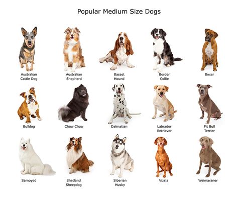 What Dog Breeds Are Medium Sized