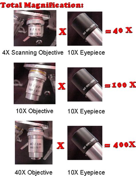 Parts of a Compound Microscope - Labeled (with diagrams) | Medical ...