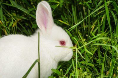 Why Do White Rabbits Have Red Eyes? (Albinism) — Rabbit Care Tips