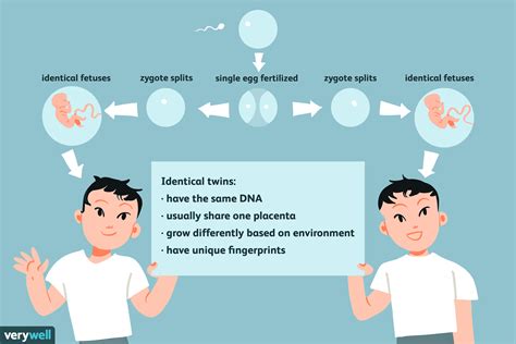 how identical twins form | Identical twins, Twins, Dna