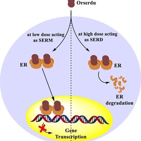 Synthetic scheme for elacestrant | Download Scientific Diagram