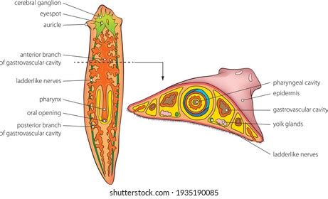 28 Turbellaria Stock Vectors and Vector Art | Shutterstock