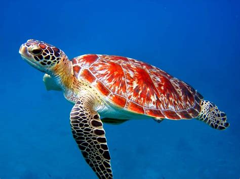 🔥 [48+] Free Sea Turtle Wallpapers Backgrounds | WallpaperSafari