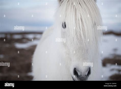 Horse face close up High Resolution Stock Photography and Images - Alamy