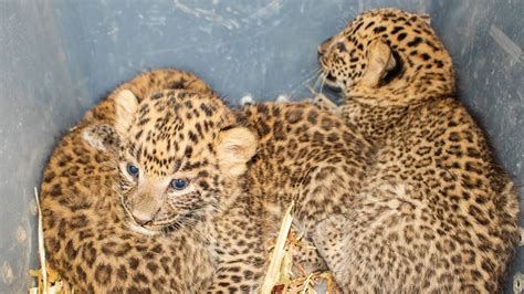 Three Leopard Cubs Reunited With Their Mother - Wildlife SOS