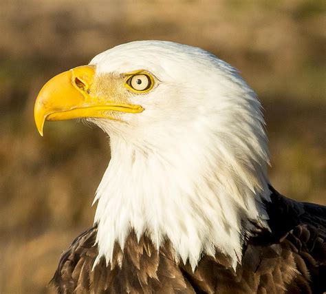 Bald Eagle close up Photograph by Mash Mashaghati - Fine Art America